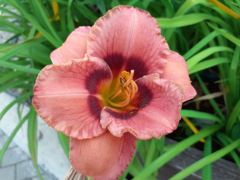  - Hemerocallis 2022