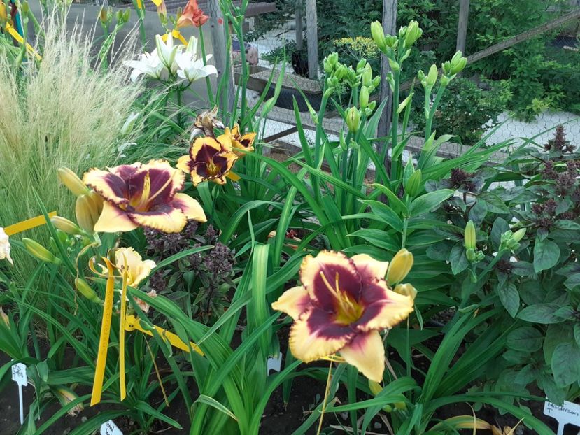  - Hemerocallis 2022