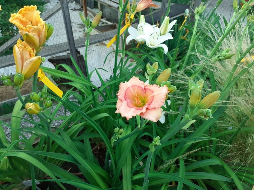  - Hemerocallis 2022