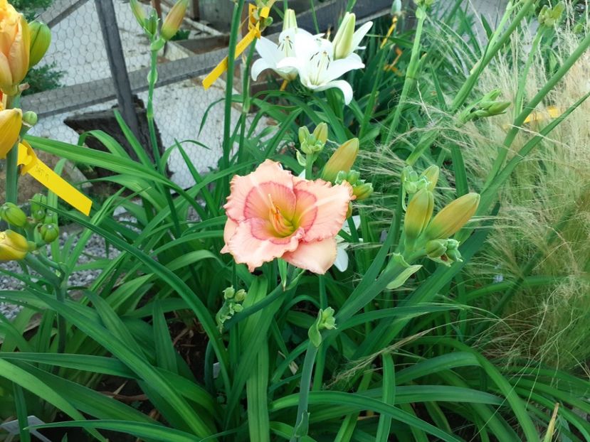  - Hemerocallis 2022