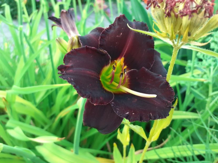 - Hemerocallis 2022