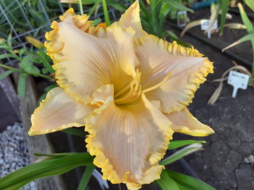  - Hemerocallis 2022