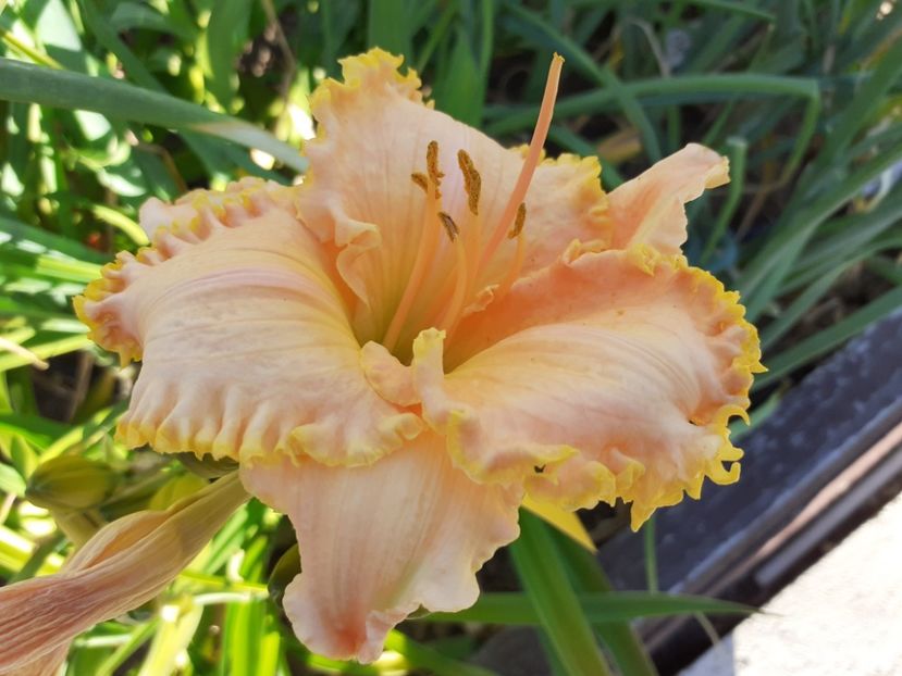  - Hemerocallis 2022