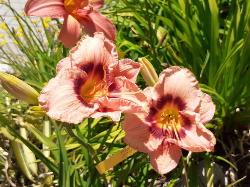  - Hemerocallis 2022