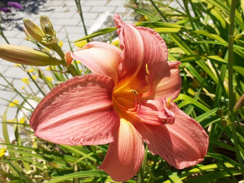  - Hemerocallis 2022