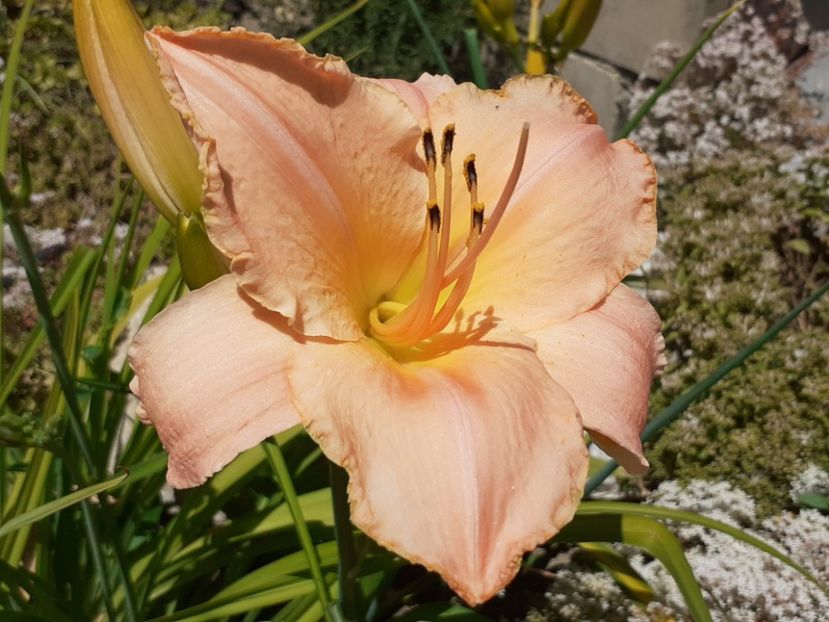  - Hemerocallis 2022