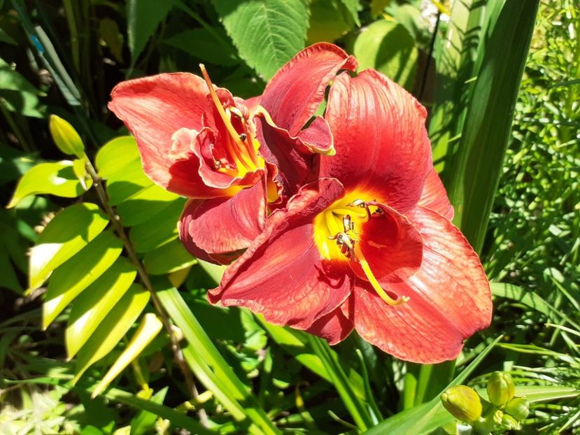  - Hemerocallis 2022