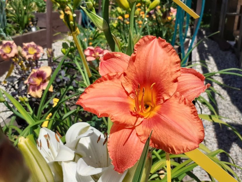  - Hemerocallis 2022