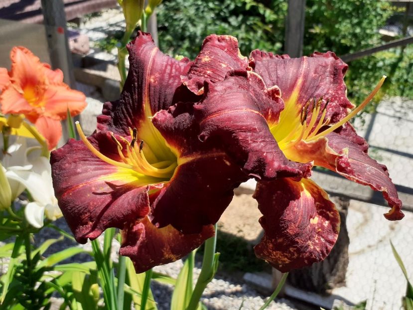  - Hemerocallis 2022