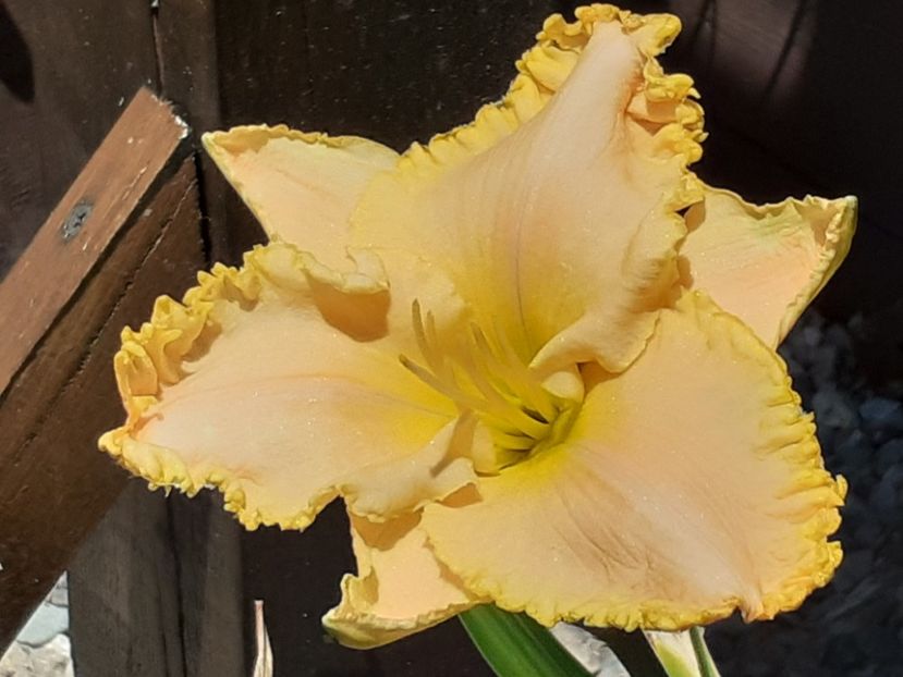  - Hemerocallis 2022