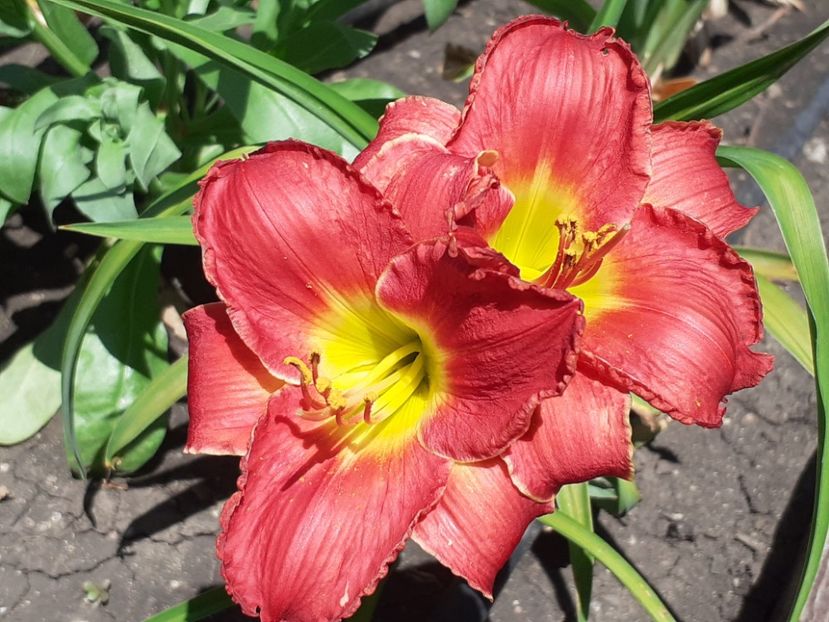  - Hemerocallis 2022