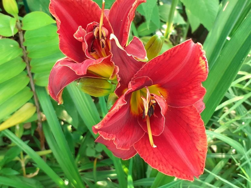  - Hemerocallis 2022
