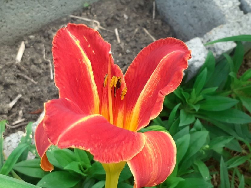  - Hemerocallis 2022
