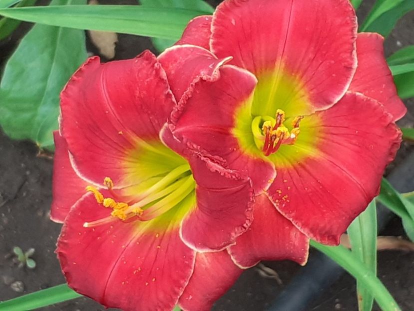  - Hemerocallis 2022