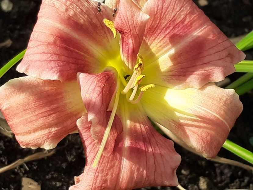  - Hemerocallis 2022