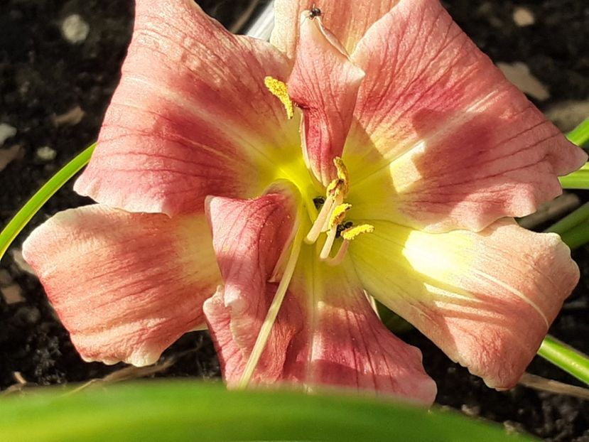  - Hemerocallis 2022