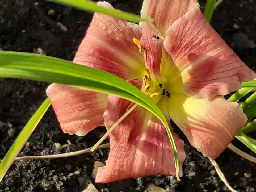  - Hemerocallis 2022