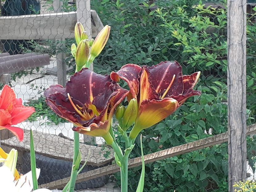  - Hemerocallis 2022