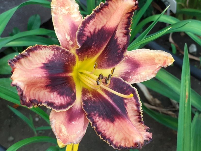  - Hemerocallis 2022