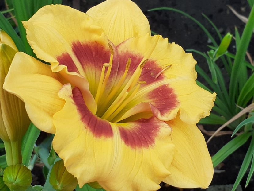  - Hemerocallis 2022