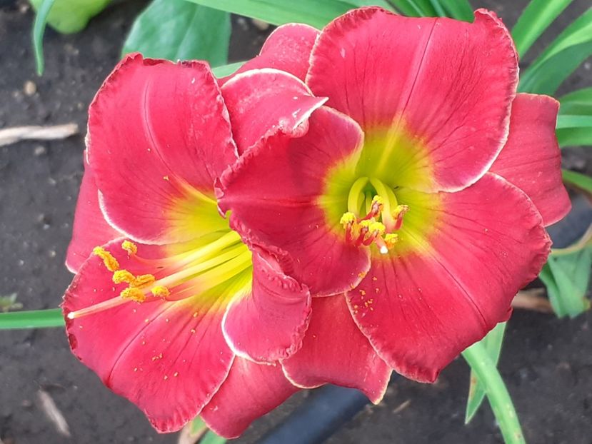 - Hemerocallis 2022