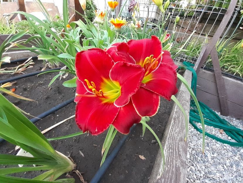  - Hemerocallis 2022