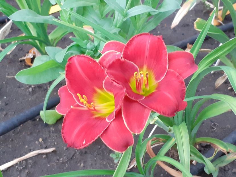  - Hemerocallis 2022