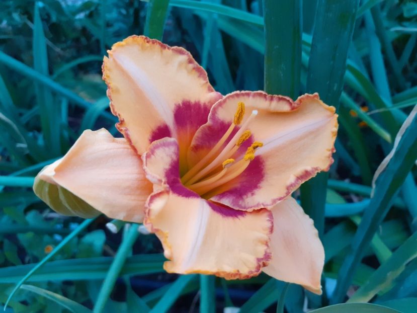  - Hemerocallis 2022