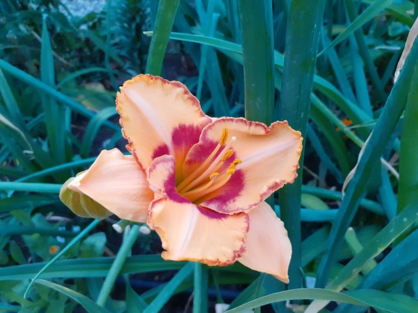  - Hemerocallis 2022