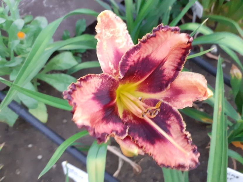  - Hemerocallis 2022