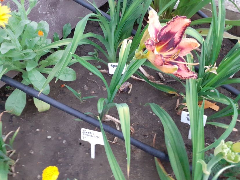  - Hemerocallis 2022