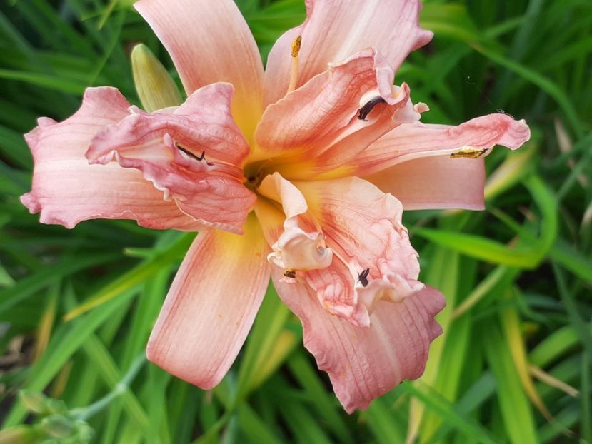  - Hemerocallis 2022