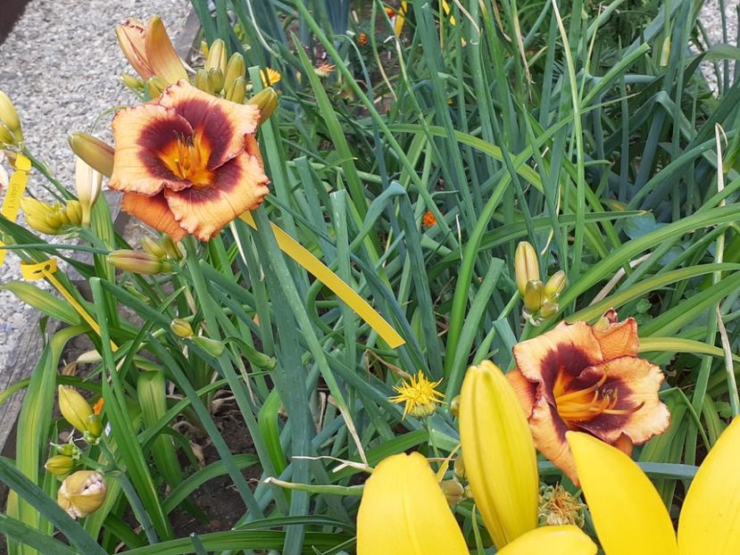  - Hemerocallis 2022