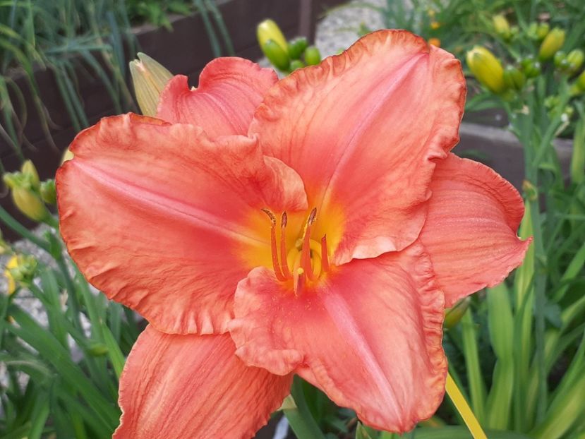  - Hemerocallis 2022