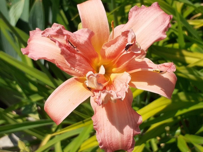  - Hemerocallis 2022