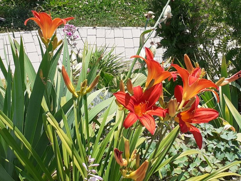  - Hemerocallis 2022