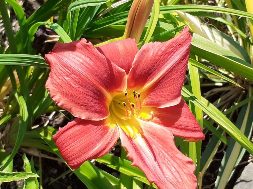  - Hemerocallis 2022