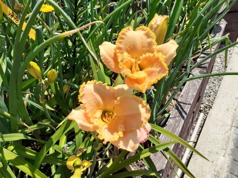  - Hemerocallis 2022