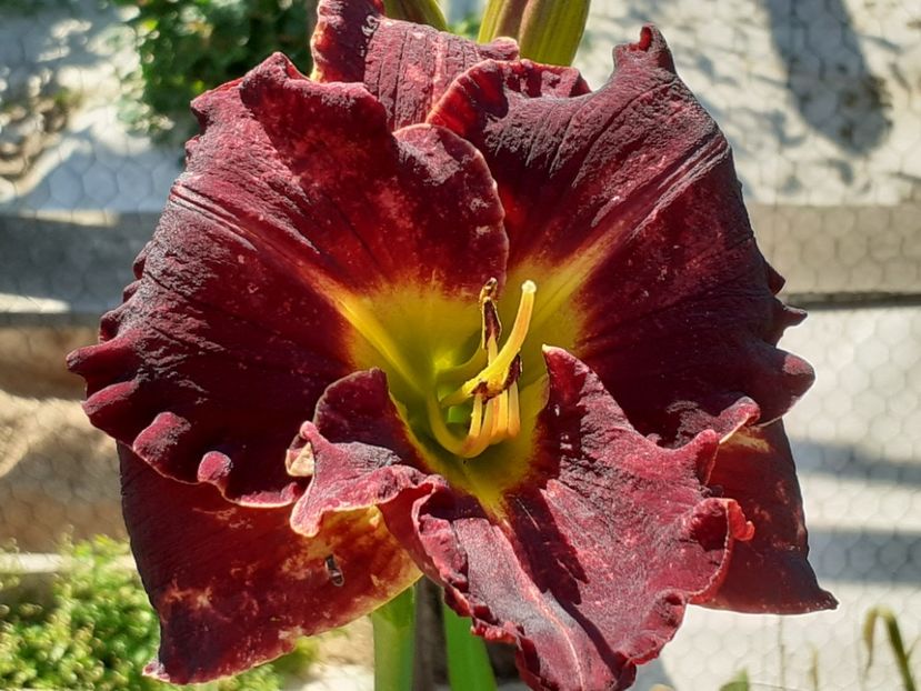  - Hemerocallis 2022