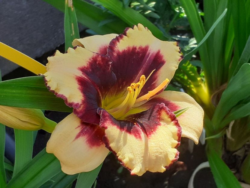  - Hemerocallis 2022