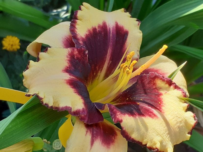  - Hemerocallis 2022
