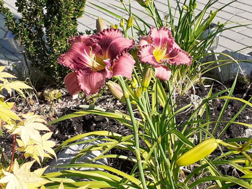  - Hemerocallis 2022