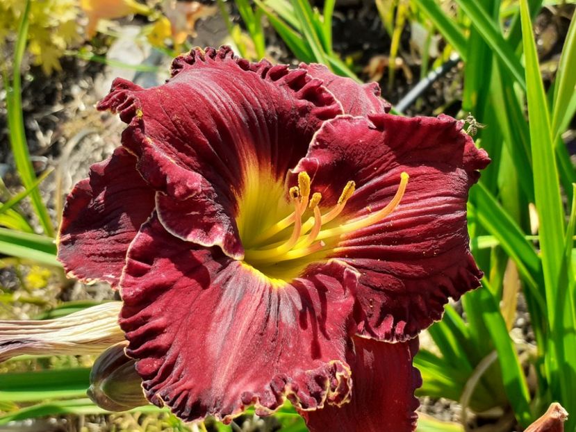  - Hemerocallis 2022