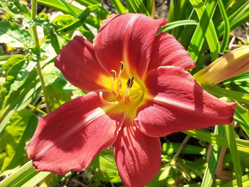  - Hemerocallis 2022
