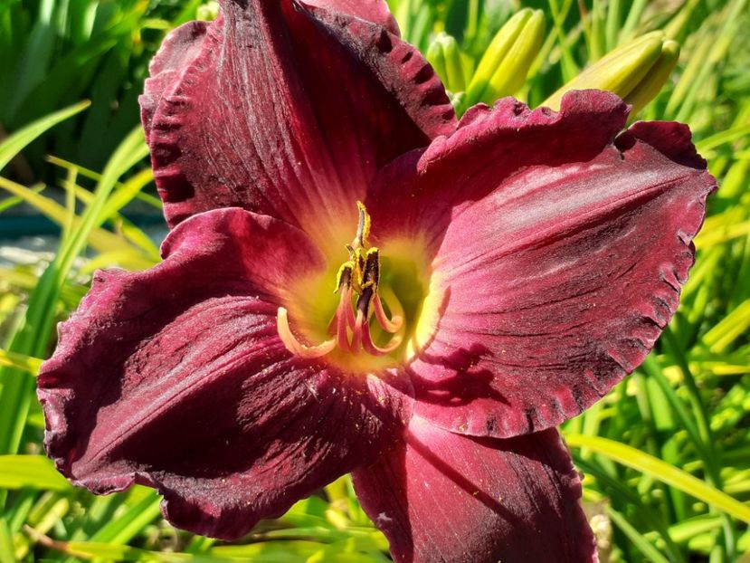  - Hemerocallis 2022
