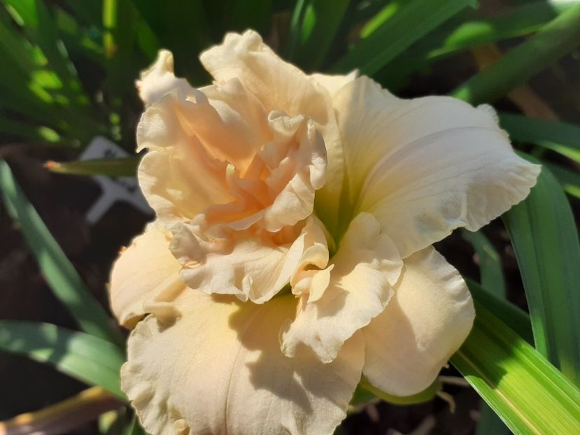  - Hemerocallis 2022