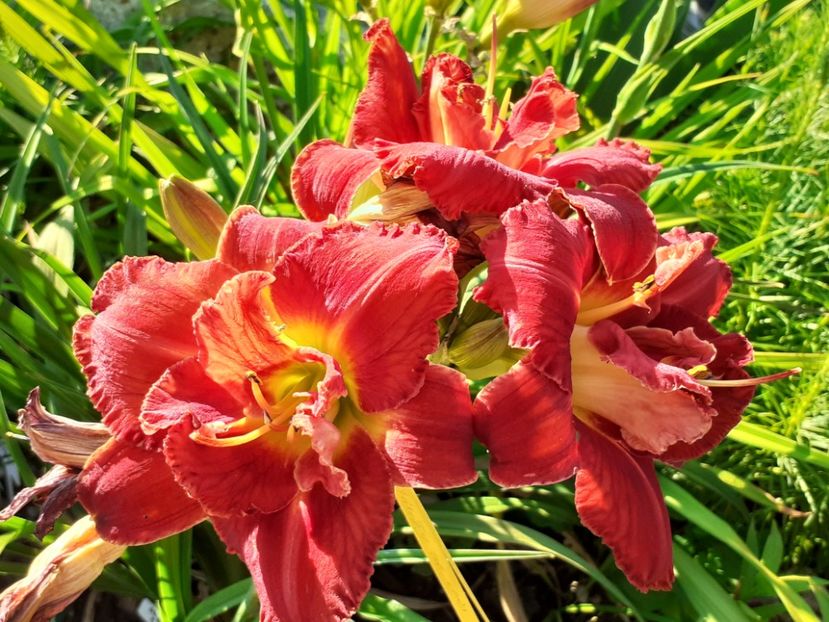  - Hemerocallis 2022