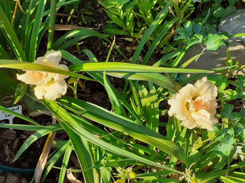  - Hemerocallis 2022