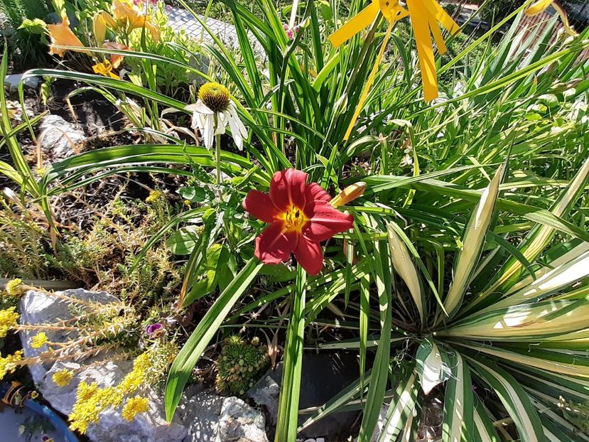  - Hemerocallis 2022