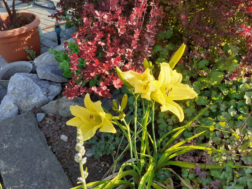  - Hemerocallis 2022